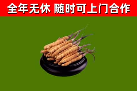 江汉区回收散虫草