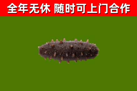 江汉区回收海参干